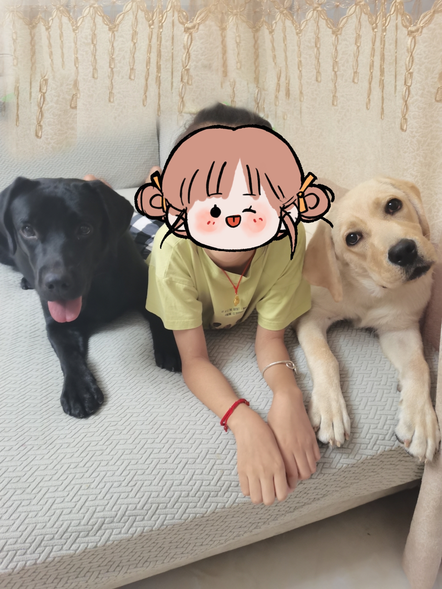 自养双血统拉布拉多